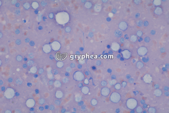 Macrophages x200 - gryphea.org